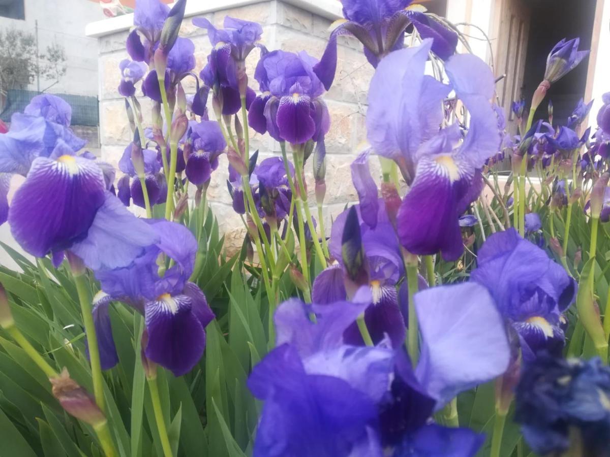 Castello Flower Apartment Каштела Екстер'єр фото